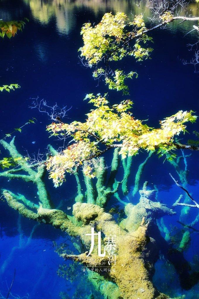 去哪儿春节报告（出境篇）：出境游进入预订高峰 春节重新成为全球旅游消费旺季